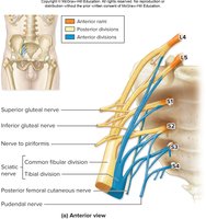Sacral plexus
