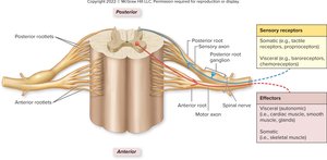 Spinal roots and spinal nerve structure