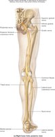 Right lower limb, posterior view