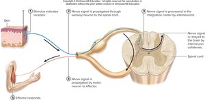 Reflex arc components