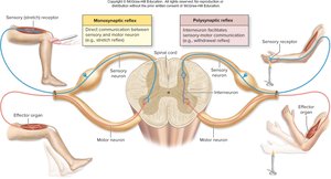 Monosynaptic and polysynaptic reflexes