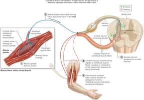 Stretch reflex
