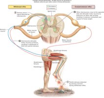 Withdrawal and crossed-extensor reflexes