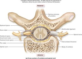 Cross section of vertebra and spinal cord showing meninges and spaces
