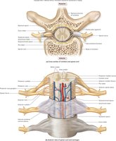 Anterior view of spinal cord and meninges