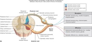 Cross section of spinal cord and spinal roots