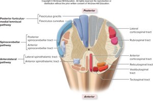 Tracts and fasciculi within the spinal cord