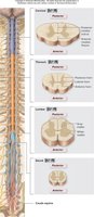 Representative cross sections of the spinal cord at different levels