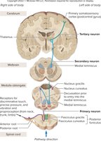 Posterior funiculus–medial lemniscal pathway