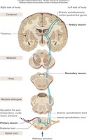 Anterolateral pathway