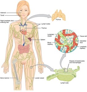 Diagram of the lymphatic system showing major organs and lymphatic vessels