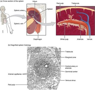 Cross-section and histology of the spleen