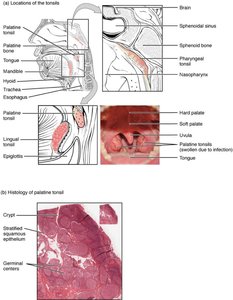 Locations and histology of the tonsils