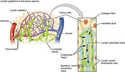 Lymphatic capillaries interlaced with blood vessels and tissue cells