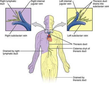 Major lymphatic trunks and ducts and their drainage areas