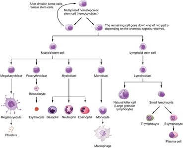 Hematopoietic stem cell differentiation into myeloid and lymphoid lineages