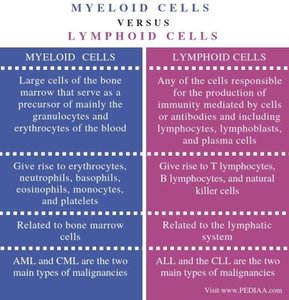 Table comparing myeloid and lymphoid cells