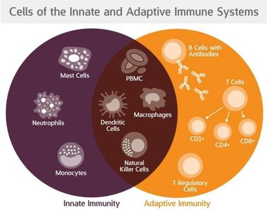 Venn diagram of innate and adaptive immune system cells