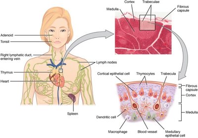 Diagram of thymus location, structure, and histology