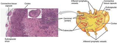 Structure and histology of a lymph node