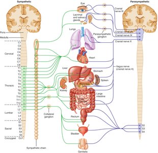 Dual innervation of organs by sympathetic and parasympathetic pathways