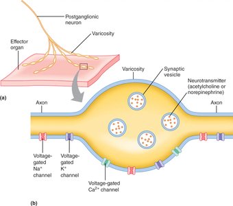 Neuroeffector junctions and varicosities