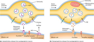 Neurotransmitter release from varicosities