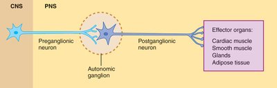 General organization of autonomic pathways