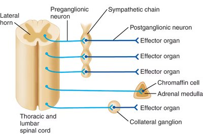 Sympathetic pathways: chain, adrenal medulla, collateral ganglia