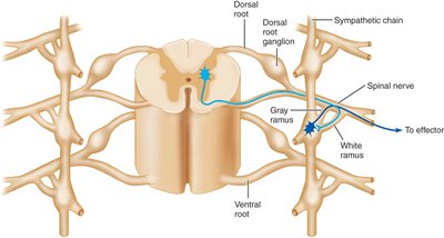 Sympathetic chain and ramus pathways