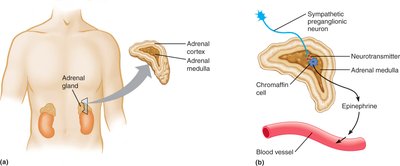 Adrenal gland and chromaffin cell innervation
