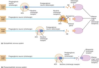 Neurotransmitters and receptors in autonomic pathways