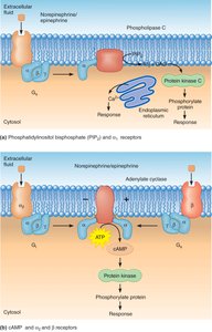 Signal transduction mechanisms for adrenergic receptors