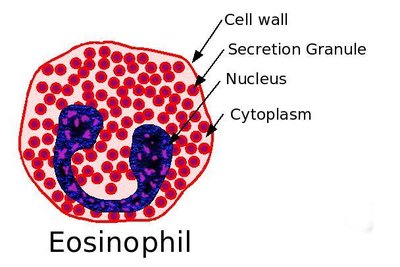 Granulocytes vs Agranulocytes