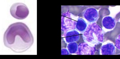Granulocytes vs Agranulocytes