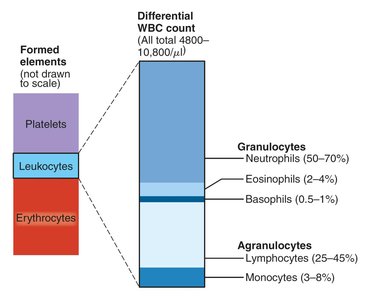 Types and relative percentages of leukocytes in normal blood