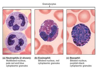 Granulocytes: neutrophil, eosinophil, basophil