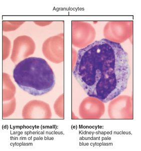 Agranulocytes: lymphocyte and monocyte