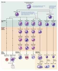 Leukocyte formation