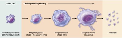 Formation of platelets