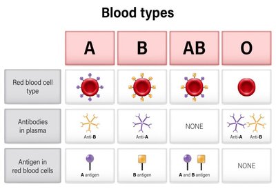 Blood types: antigens and antibodies