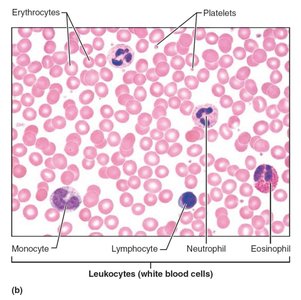 Microscopic view of blood cells