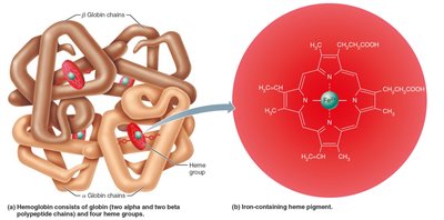 Structure of hemoglobin and heme group