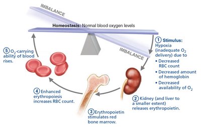 Erythropoietin mechanism for regulating erythropoiesis