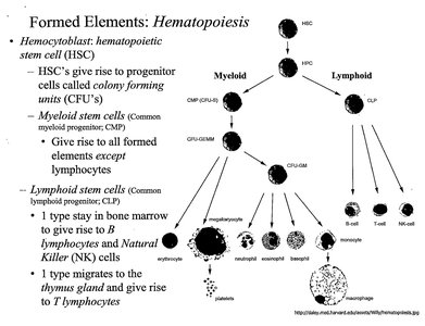 Hematopoietic stem cell differentiation pathways