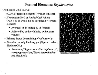 Blood smear showing erythrocytes