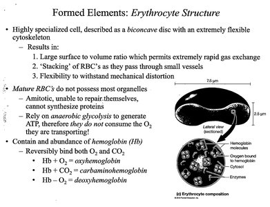 Erythrocyte structure and hemoglobin composition