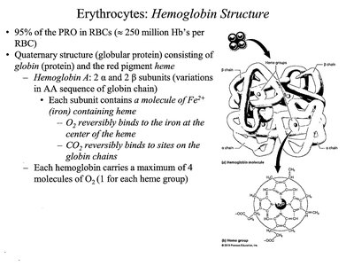 Hemoglobin structure and heme group