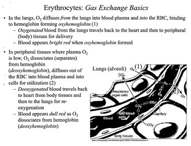 Gas exchange between lungs, blood, and tissues