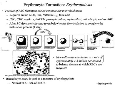 Erythropoiesis process and reticulocyte maturation